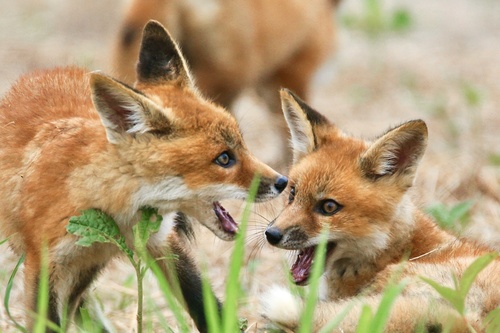 Red Fox photographed in Maryland