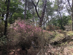 Rhododendron rubropilosum