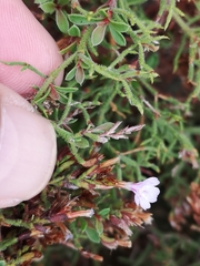 Frankenia repens