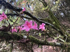 Rhododendron rubropilosum