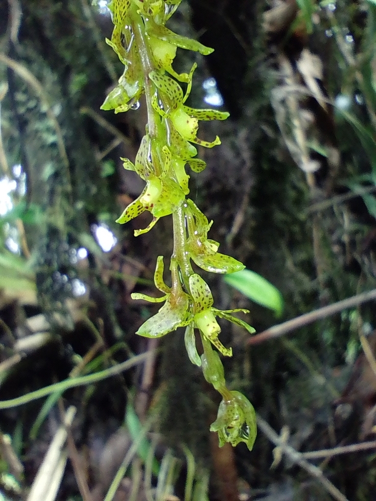 Epidendrum leopardihamatum Hágsater & Est.Domínguez 4
