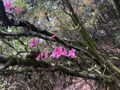 Rhododendron rubropilosum