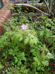 Geranium robertianum