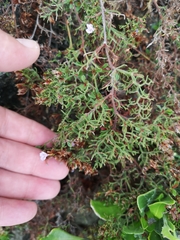 Frankenia repens