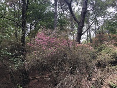 Rhododendron rubropilosum