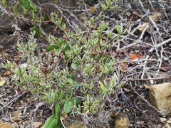Lampranthus stipulaceus