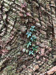 Tetrastigma obtectum glabrum