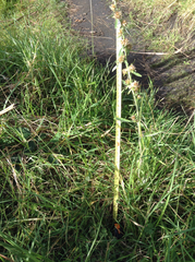 Gamochaeta simplicicaulis