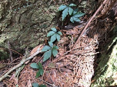 Tetrastigma obtectum glabrum