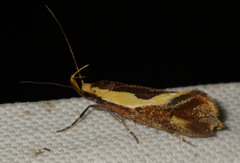 Harpella forficella