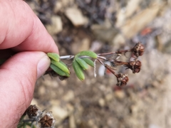 Lampranthus stipulaceus
