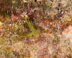 Priolepis aureoviridis