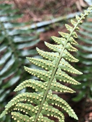 Polystichum acutidens