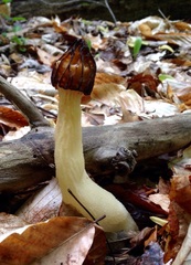 Morchella punctipes