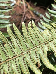 Polystichum acutidens