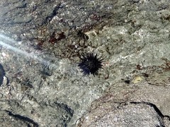 Echinometra vanbrunti