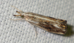 Catoptria verellus