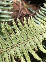 Polystichum acutidens