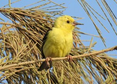 Sudan Golden Sparrow photo 5