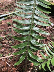 Polystichum acutidens