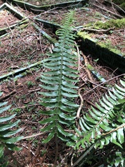 Polystichum acutidens
