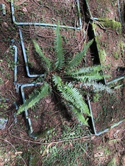 Polystichum acutidens
