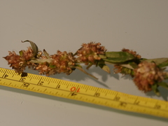 Gamochaeta simplicicaulis