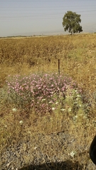 Convolvulus dorycnium