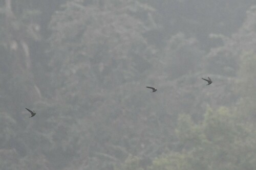 Silver-backed Needletail (Hirundapus cochinchinensis), photo 3