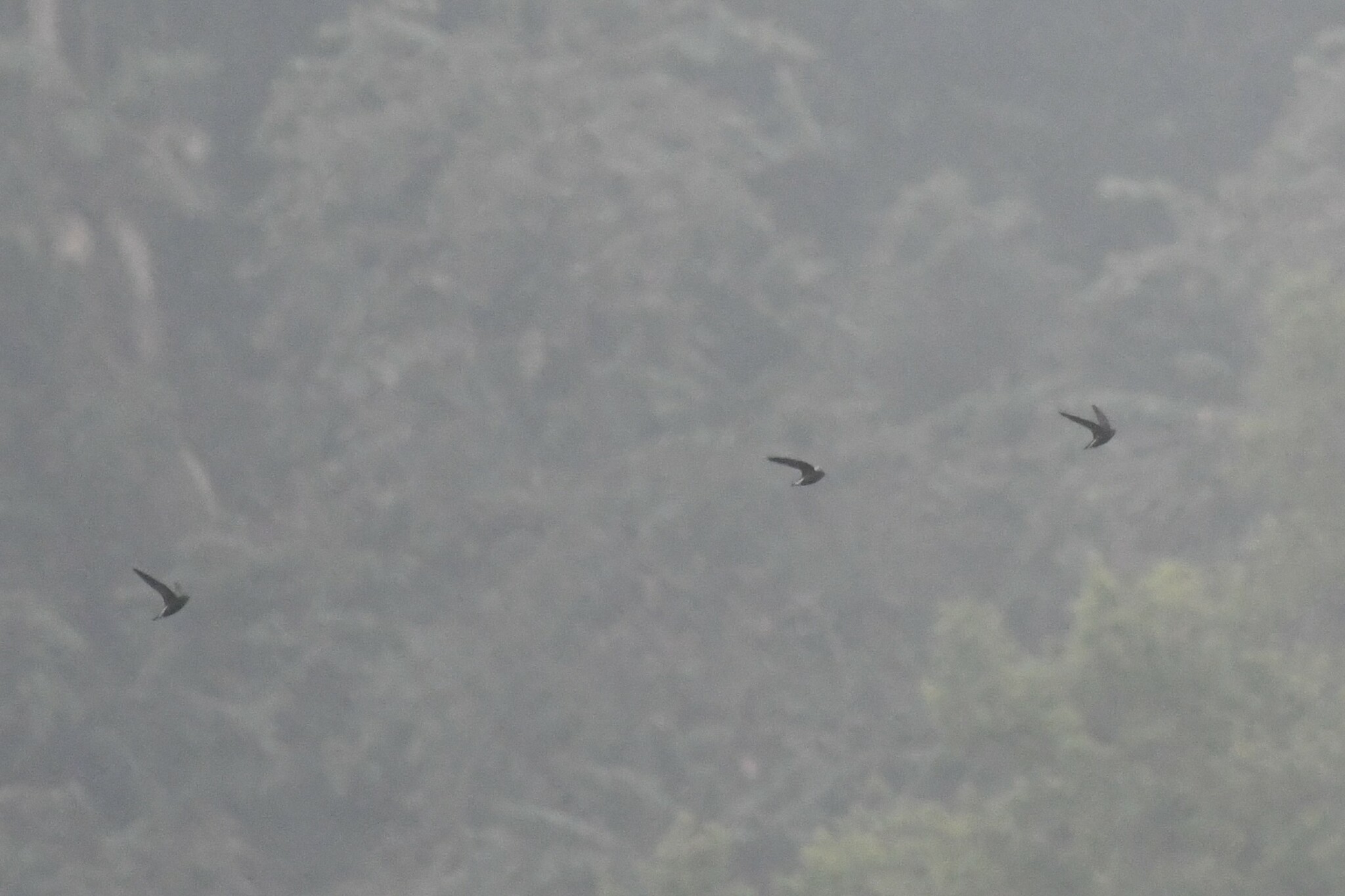 Silver-backed Needletail