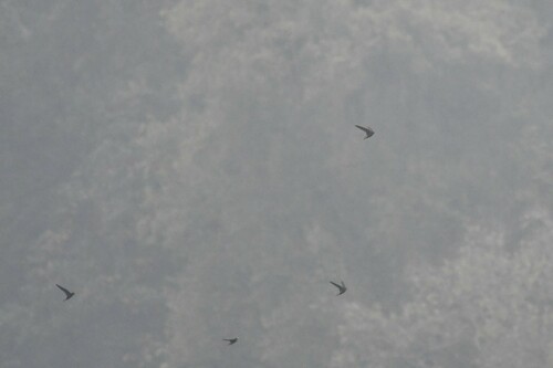 Silver-backed Needletail (Hirundapus cochinchinensis), photo 8