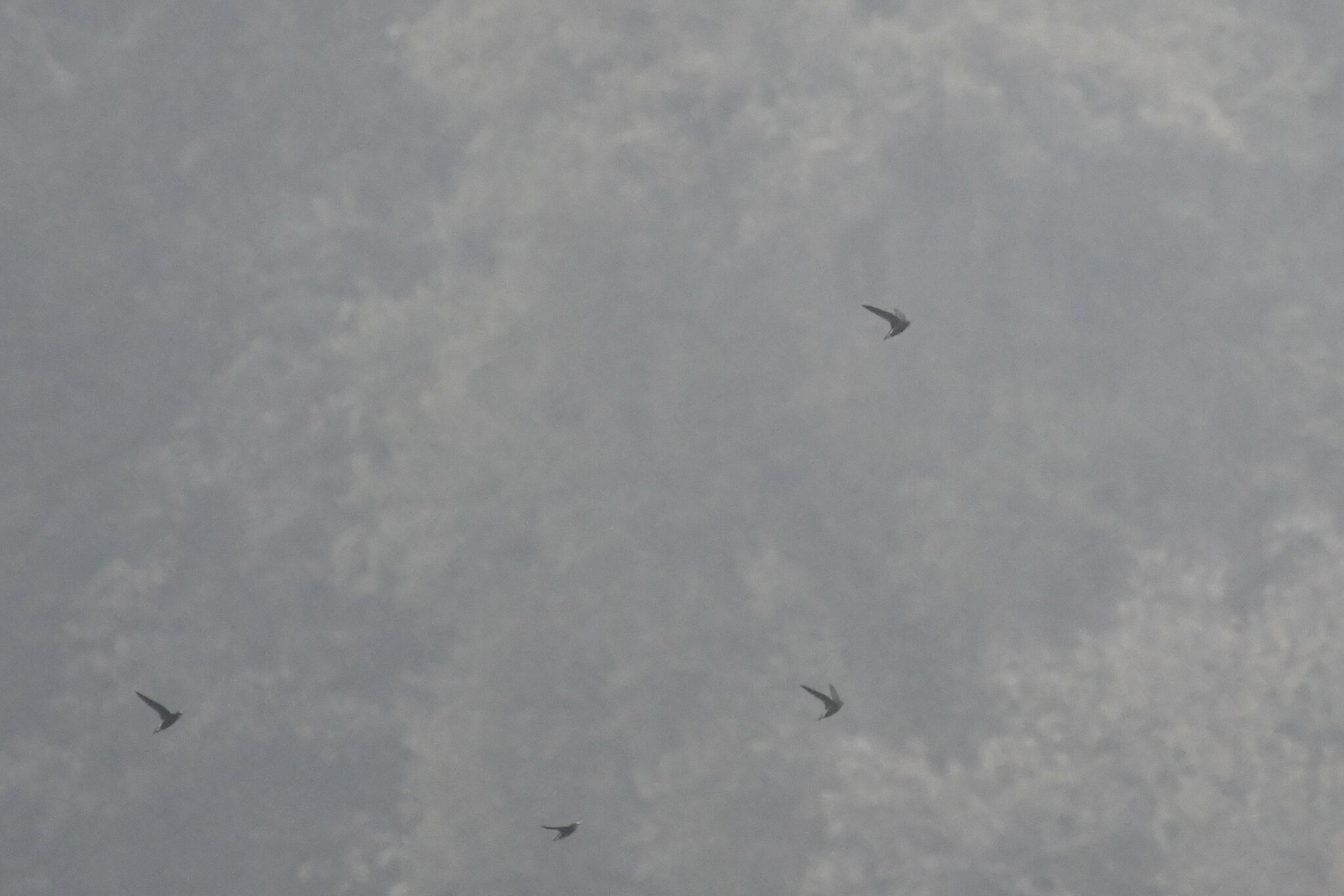 Silver-backed Needletail