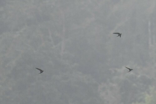 Silver-backed Needletail (Hirundapus cochinchinensis), photo 9
