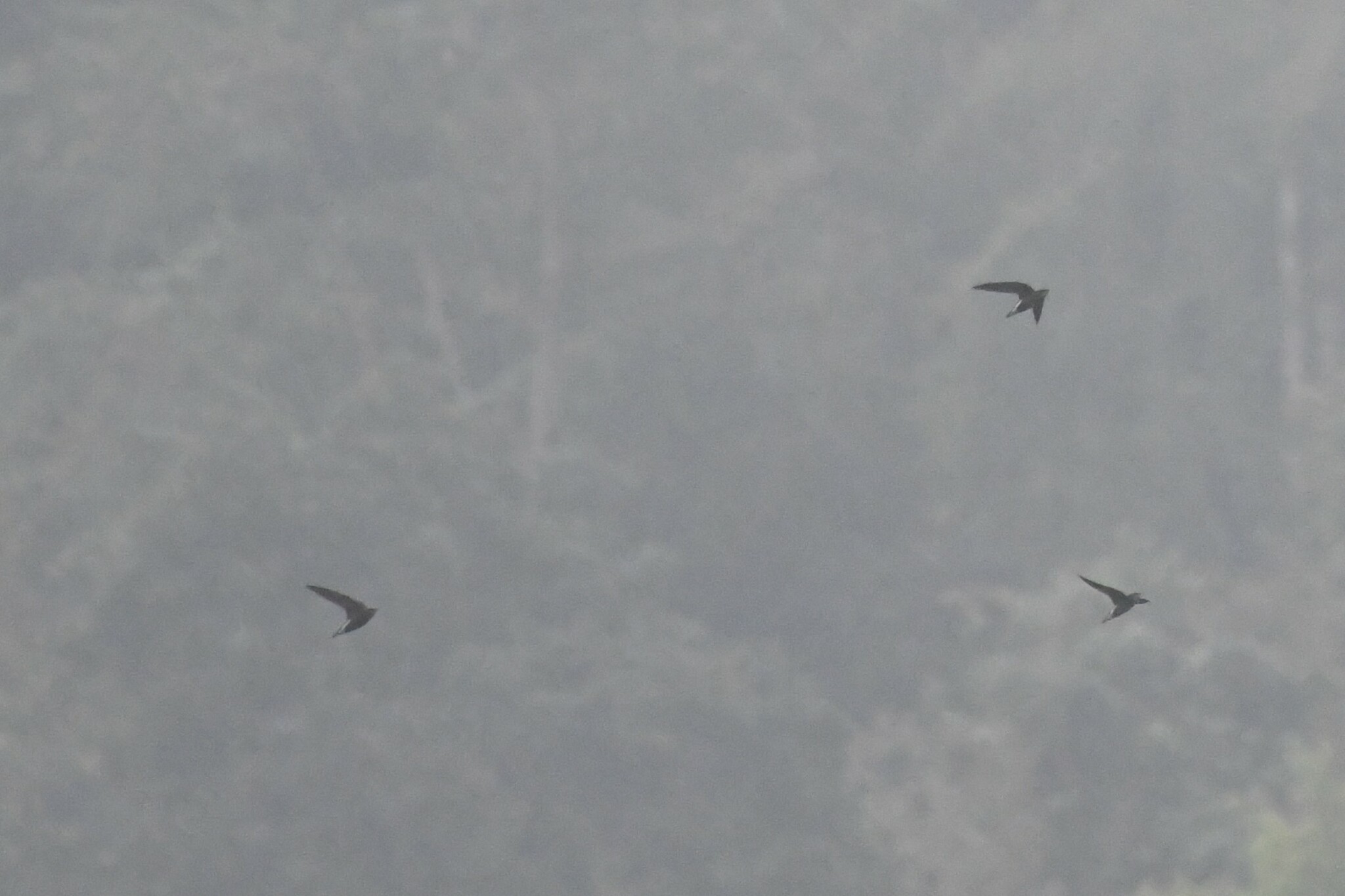 Silver-backed Needletail