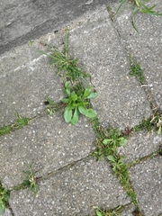Taraxacum officinale