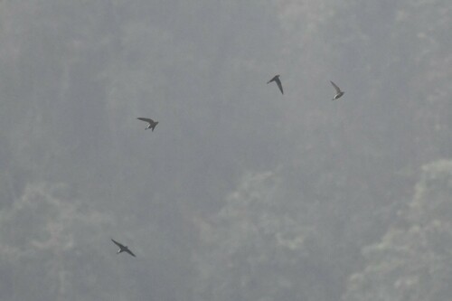 Silver-backed Needletail (Hirundapus cochinchinensis), photo 10