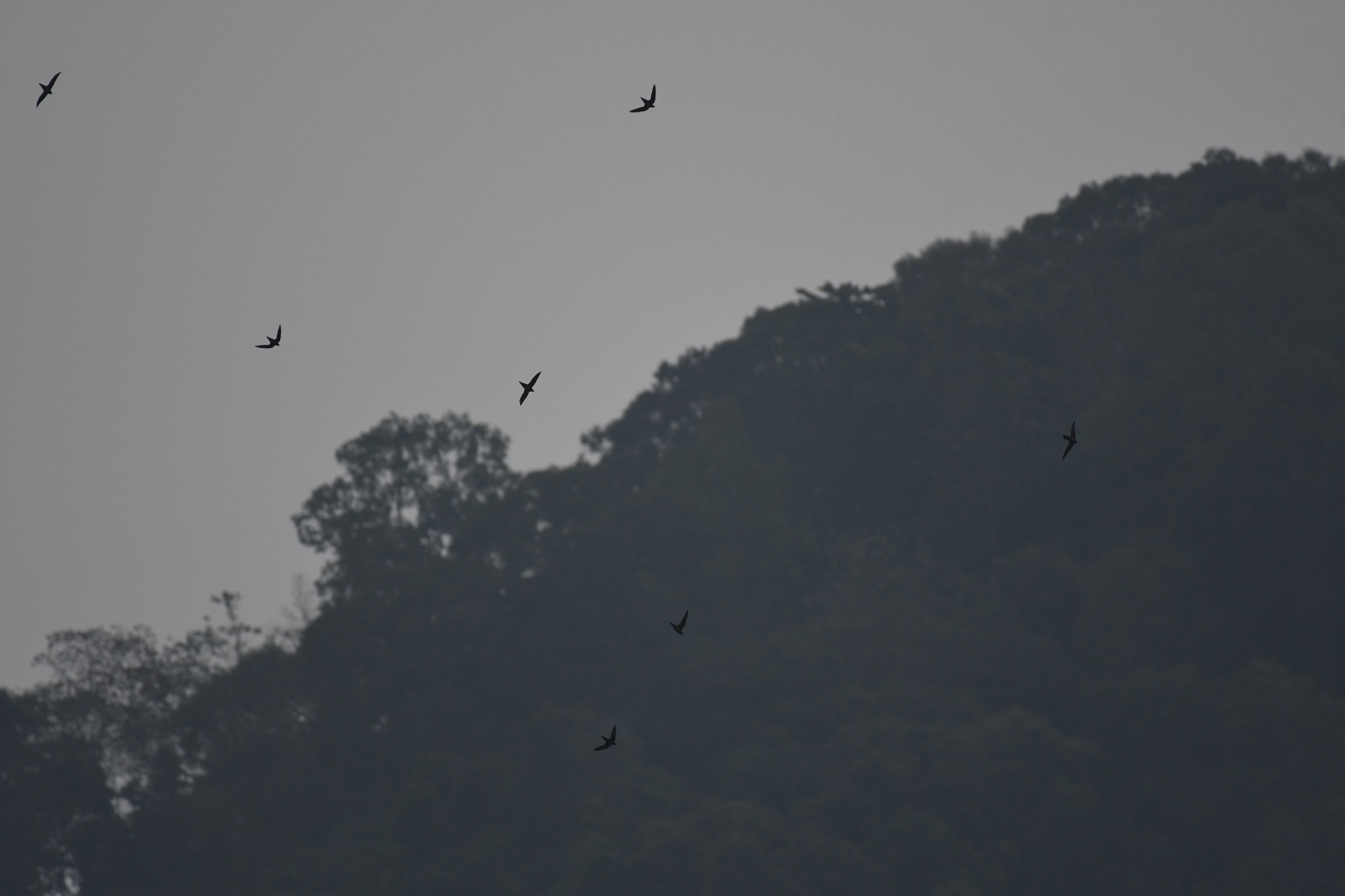 Silver-backed Needletail