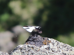 Oenanthe melanoleuca