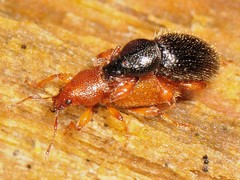 Barypeithes pellucidus