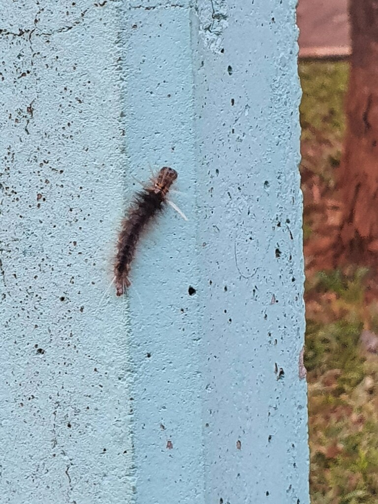 Florida Tussock Moth from Águas Claras, Brasília - DF, Brasil on April ...