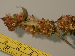 Gamochaeta simplicicaulis