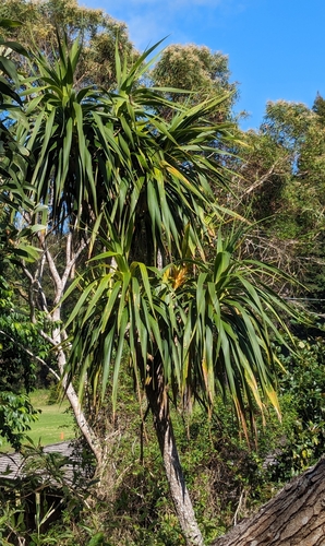 Image of Golden Hala Pepe (Dracaena aurea) by (c) Tom and T Herman, some rights reserved (CC BY)