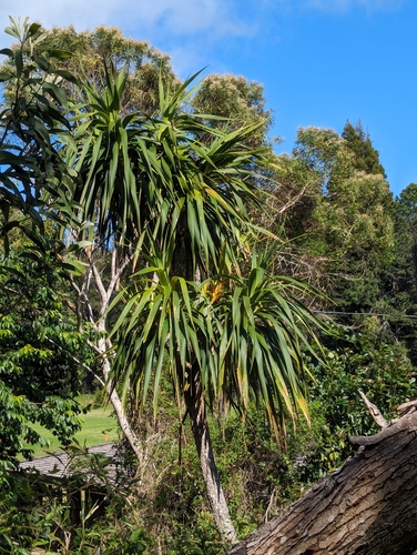 Image of Golden Hala Pepe (Dracaena aurea) by (c) Tom and T Herman, some rights reserved (CC BY)