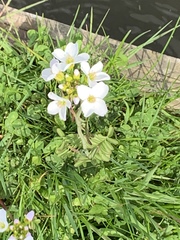 Primula × polyantha