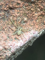 Philodromus rufus