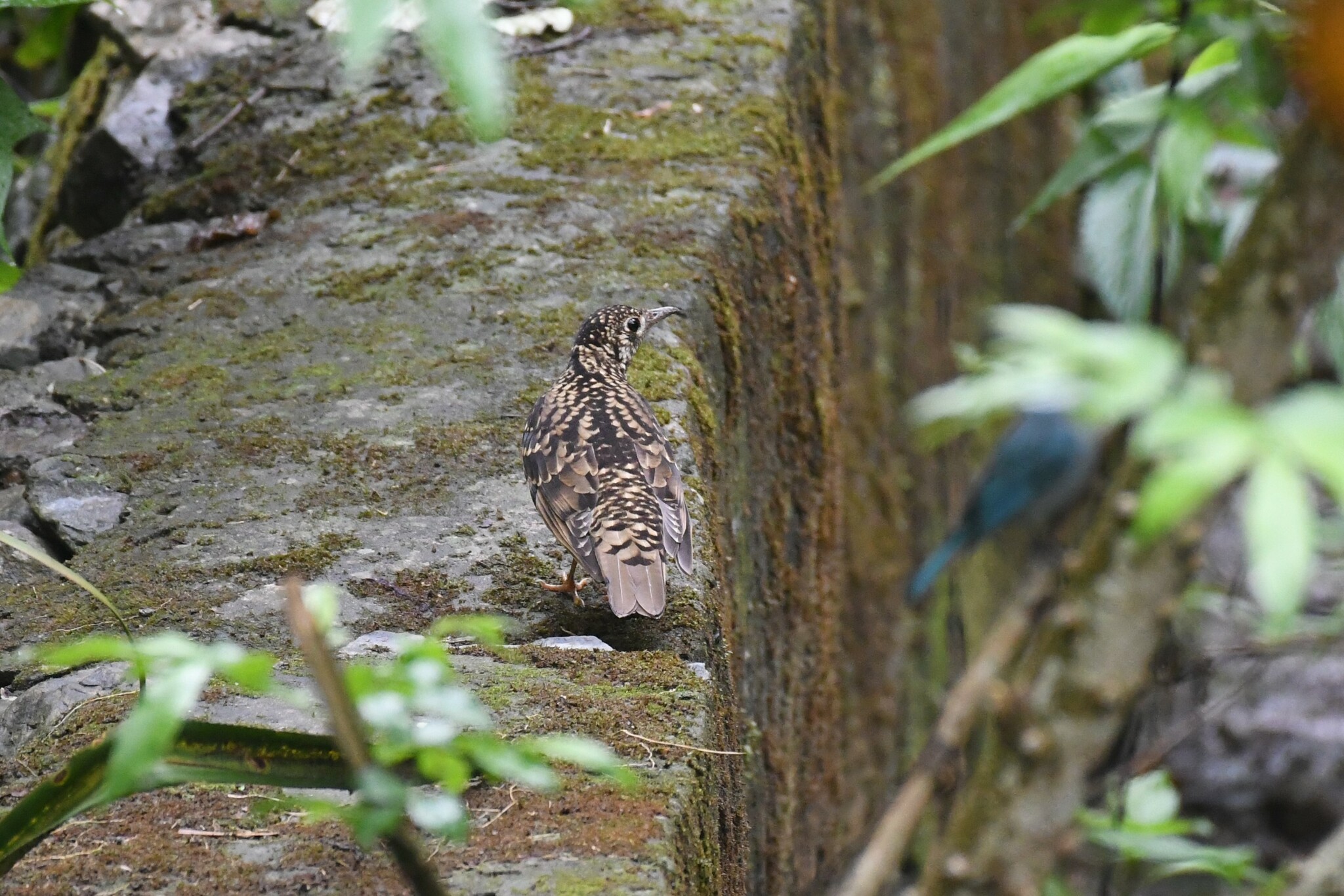 Scaly Thrush