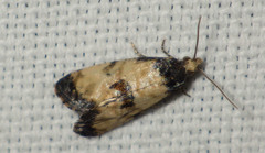 Neocochylis dubitana