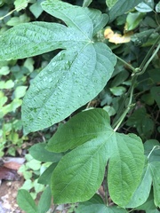 Dalechampia scandens image