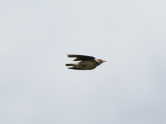 Melanocorypha bimaculata