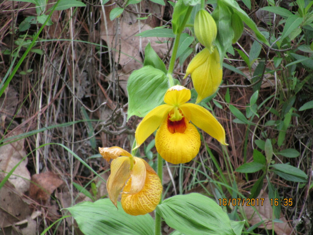 Cypripedium irapeanum